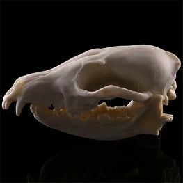 Skull of a small mammal on a black background