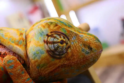 Realistic Lizard & Chameleon Plush Toy 3