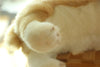 Realistic Animal Plush Stuffed Toy - Corgi / Pomeranian