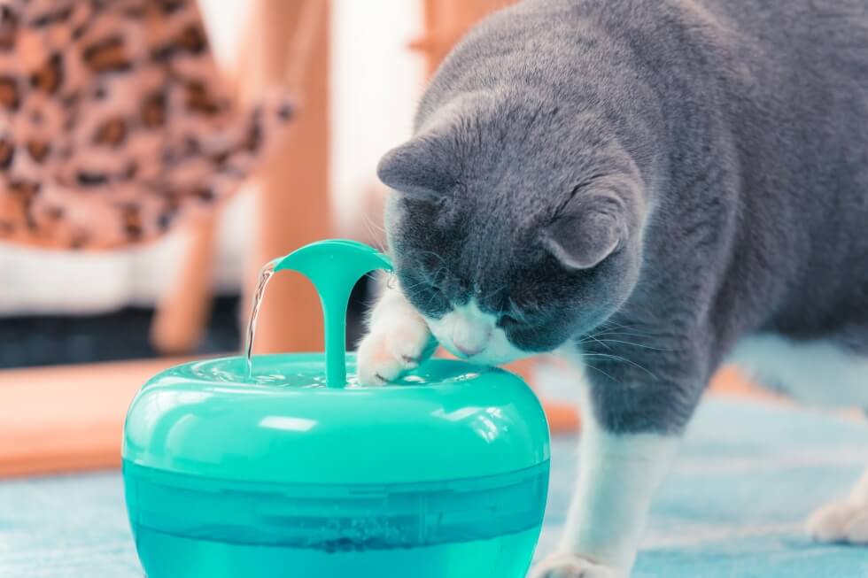 Cat Water Fountain Furvenzy